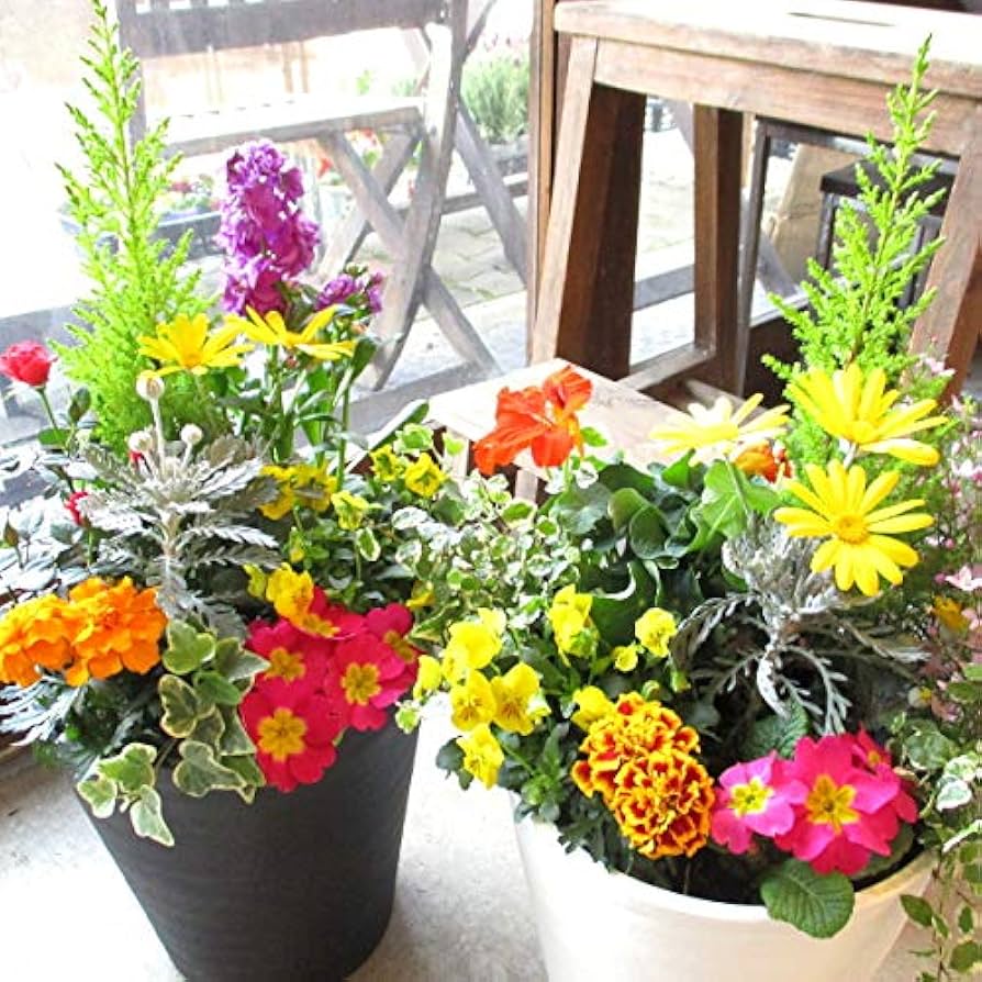 Amazon｜季節のおまかせ寄せ植え セラアート長鉢植え 8号鉢